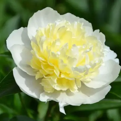 саженцы пиона