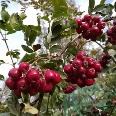 Рябина ГРАНАТНАЯ сладкоплодная в Кобрине