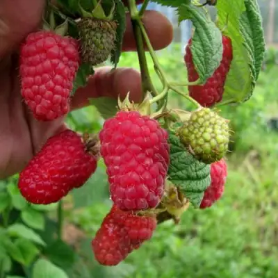 Малина ЛЯЧКА (ЛАШКА, ЛЯШКА) в Кобрине