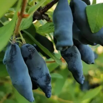 Жимолость съедобная СИЛЬГИНКА в Кобрине