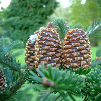 Пихта ФРАЗЕРА в Кобрине