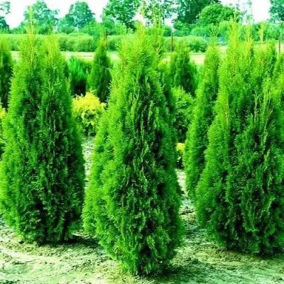 Туя ВИДМАНТ западная в Кобрине