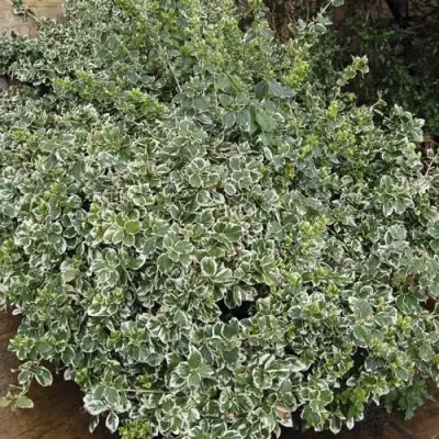 Бересклет ЭМЕРАЛЬД ГАИТИ форчуна  в Кобрине