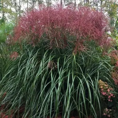 Мискантус МАЛЕПАРТУС китайский  в Кобрине