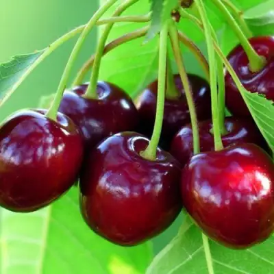 Вишня ВЯНОК в Кобрине