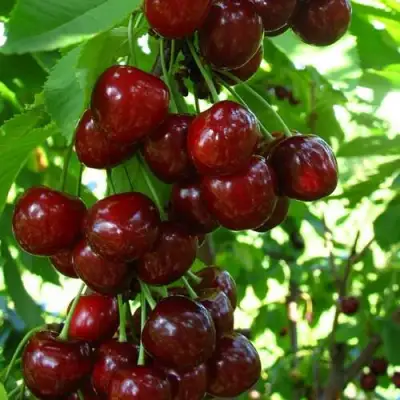 Вишня ВОСТОРГ колонновидная в Кобрине