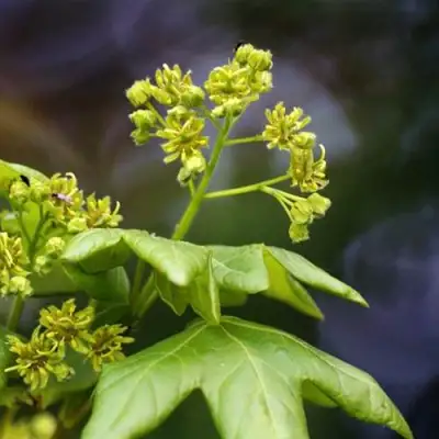 Клен полевой в Кобрине