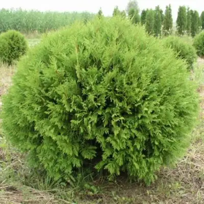 Туя ГЛОБОЗА западная в Кобрине