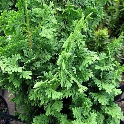 Туя ЗМАТЛИК западная в Кобрине