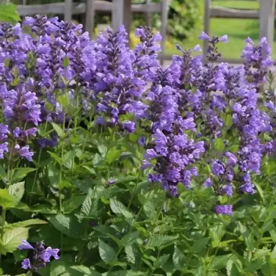 Котовник БЛЮ ДРИМС полусидячий в Кобрине