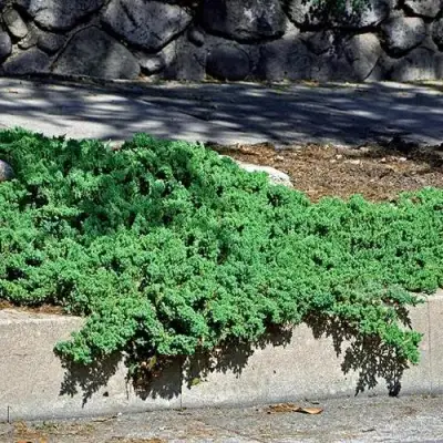 Можжевельник НАНА лежачий в Кобрине