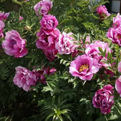 Пион ВРАТА ХРАМА древовидный  в Кобрине