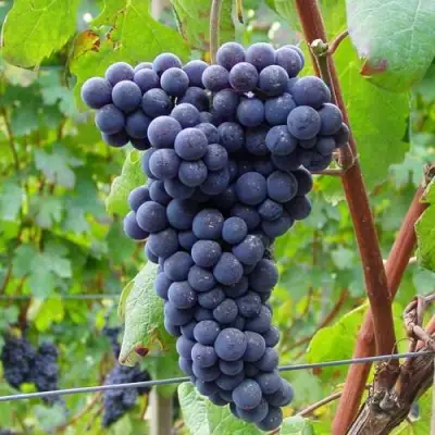 Виноград МУКУЗАНИ в Кобрине