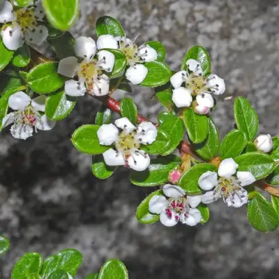 Кизильник ТАНГСТЕДТ горизонтальный  в Кобрине