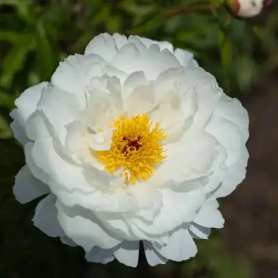 Пион МИСС АМЕРИКА травянистый в Кобрине