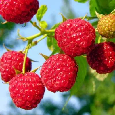 Малина МЕТЕОР в Кобрине