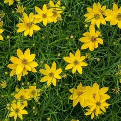 Кореопсис мутовчатый в Кобрине