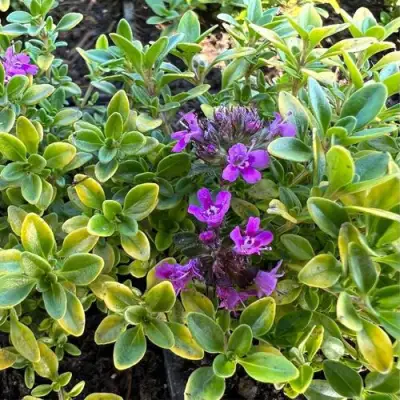 Тимьян АРЧЕРЗ ГОЛД в Кобрине