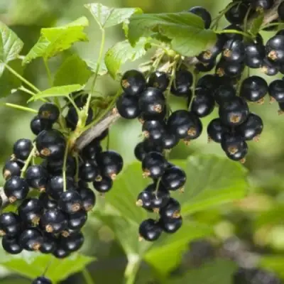 Смородина черная БЕН КОНАН в Кобрине