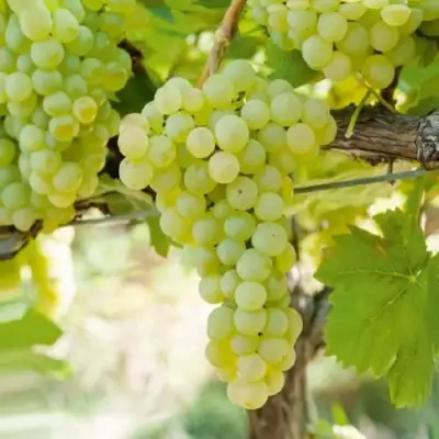 Виноград КИШМИШ МУСКАТНЫЙ в Кобрине