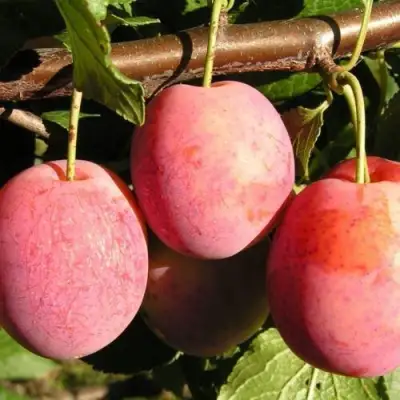 Слива ВИКТОРИЯ в Кобрине