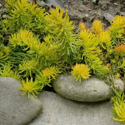 Очиток (седум) АНГЕЛИНА оттогнутый в Кобрине