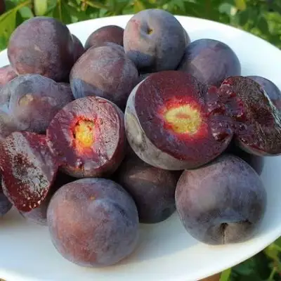 Сливово-вишневый гибрид МЕЙНОР в Кобрине