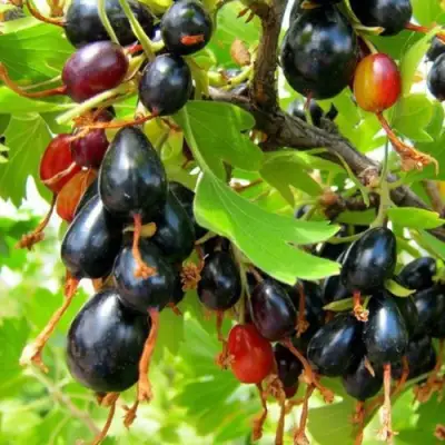 Смородина золотистая БОКАЛИНСКАЯ в Кобрине