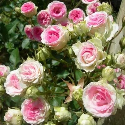 Роза МИМИ ЭДЕН спрей в Кобрине