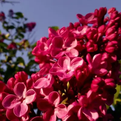 Сирень КРАСНАЯ МОСКВА в Кобрине