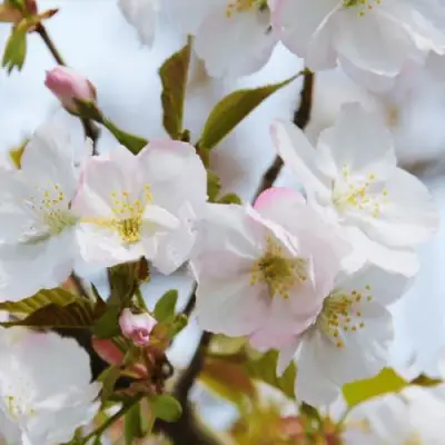 Вишня ОКАМЕ в Кобрине