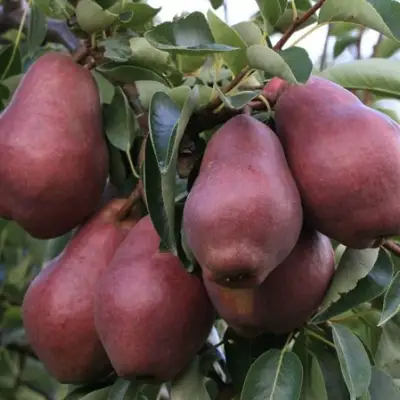 Груша РЕД ВИЛЬЯМС в Кобрине