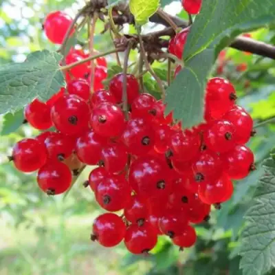 Смородина красная КРАСНАЯ АНДРЕЙЧЕНКО в Кобрине