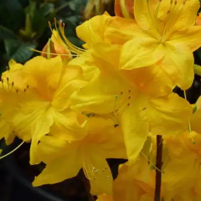 Азалия ЛИМЕТТА листопадная в Кобрине