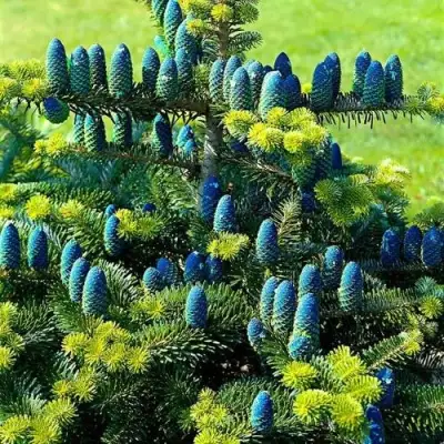 Пихта корейская  в Кобрине