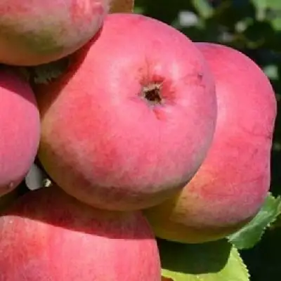 Яблоня ВЭМ-РОЗОВЫЙ в Кобрине