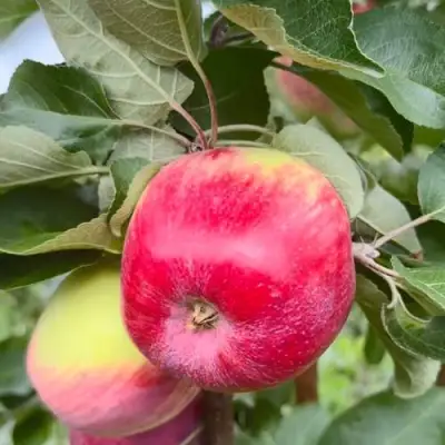 Яблоня АРБАТ колонновидная в Кобрине