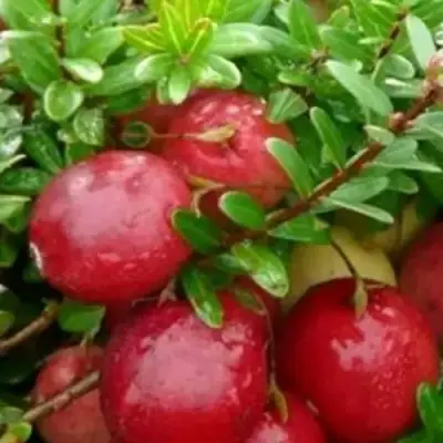 Клюква ХОЛЬШТАЙН в Кобрине