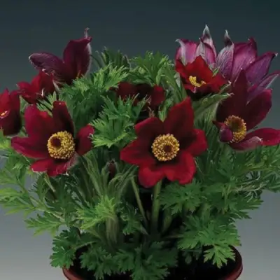 Прострел ПИНВИЛ РЕД ШЕЙДЕС в Кобрине