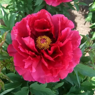 Пион КРАСНЫЙ ГИГАНТ древовидный в Кобрине