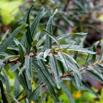 Облепиха АДАМ (МУЖСКАЯ) в Кобрине