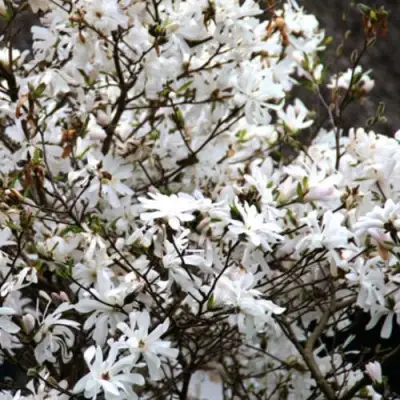 Магнолия СТЕЛЛАТА в Кобрине