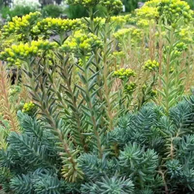 Очиток (седум) отогнутый в Кобрине