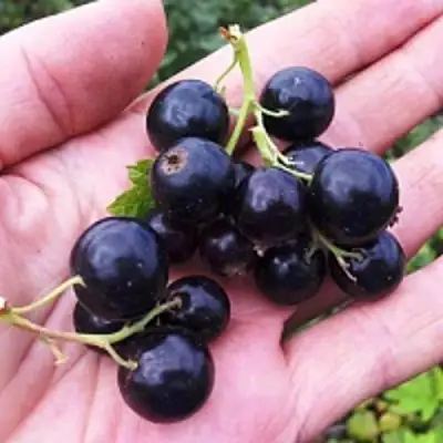 Смородина чёрная ГЕРКУЛЕС в Кобрине