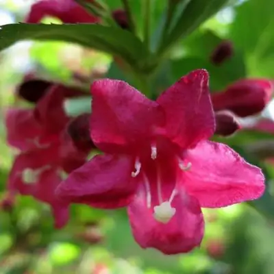 Вейгела БРИСТОЛЬ РУБИ в Кобрине