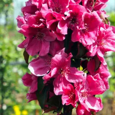 Яблоня МАЛИНОВОЕ ОЖЕРЕЛЬЕ колонновидная в Кобрине