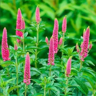 Вероника РОНИКА ФУКСИЯ в Кобрине