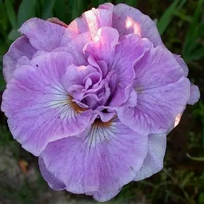 Ирис ИМПЕРИАЛ ОПАЛ сибирский в Кобрине