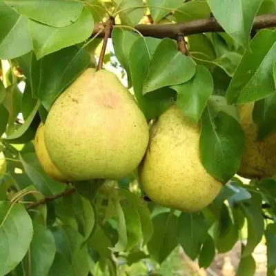 Груша ВЕЛИКАЯ ЛЕТНЯЯ (БОЛЬШАЯ ЛЕТНЯЯ) в Кобрине