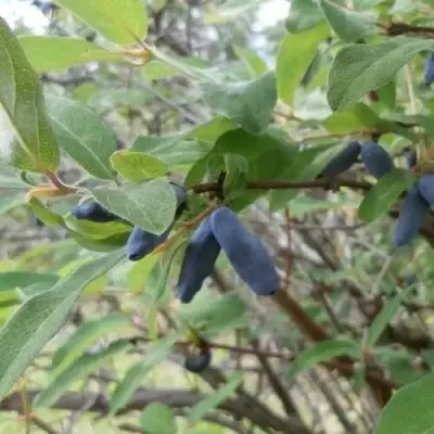 Жимолость съедобная ПУШКИНСКАЯ в Кобрине